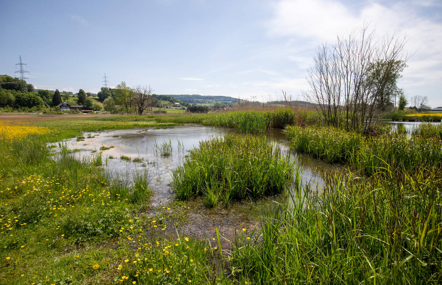 Vom Biber mitgestaltet der Lobsigensee BE