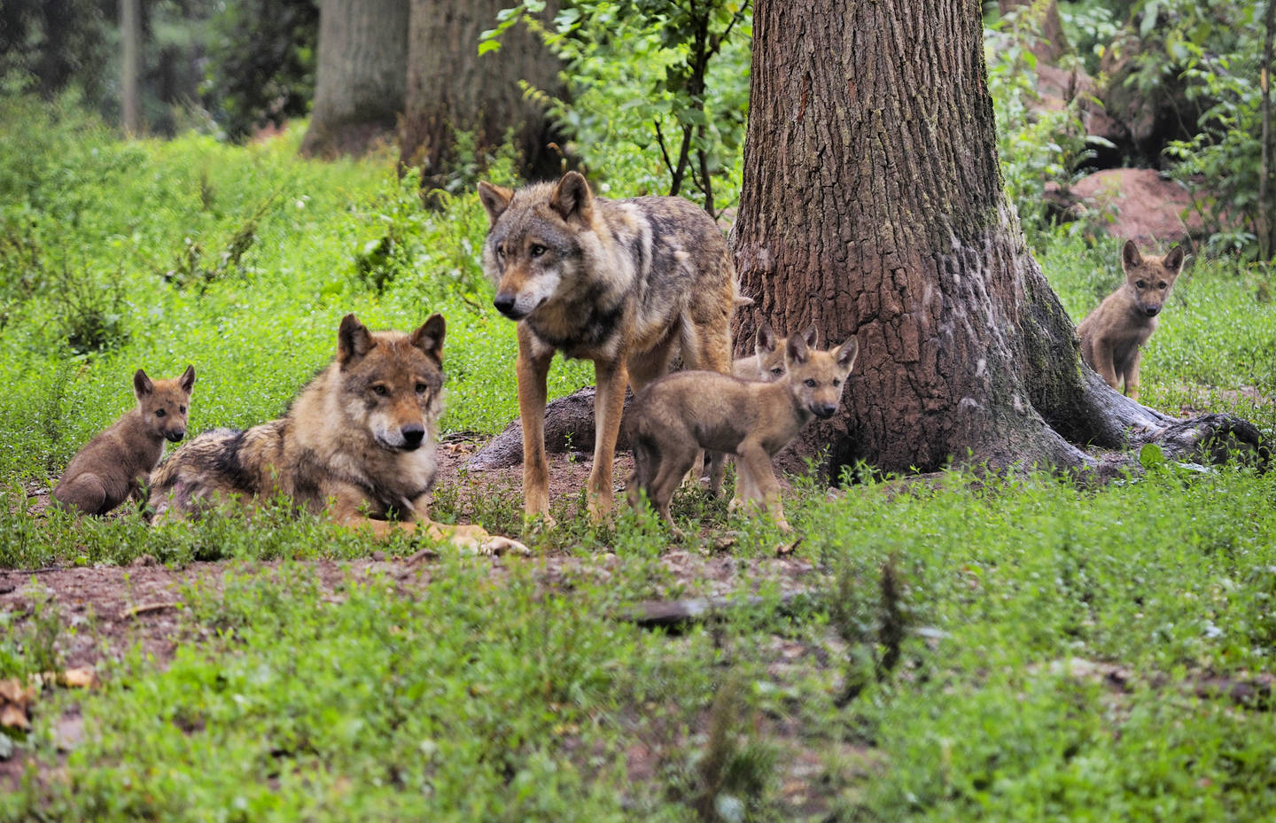 Wolfsfamilie