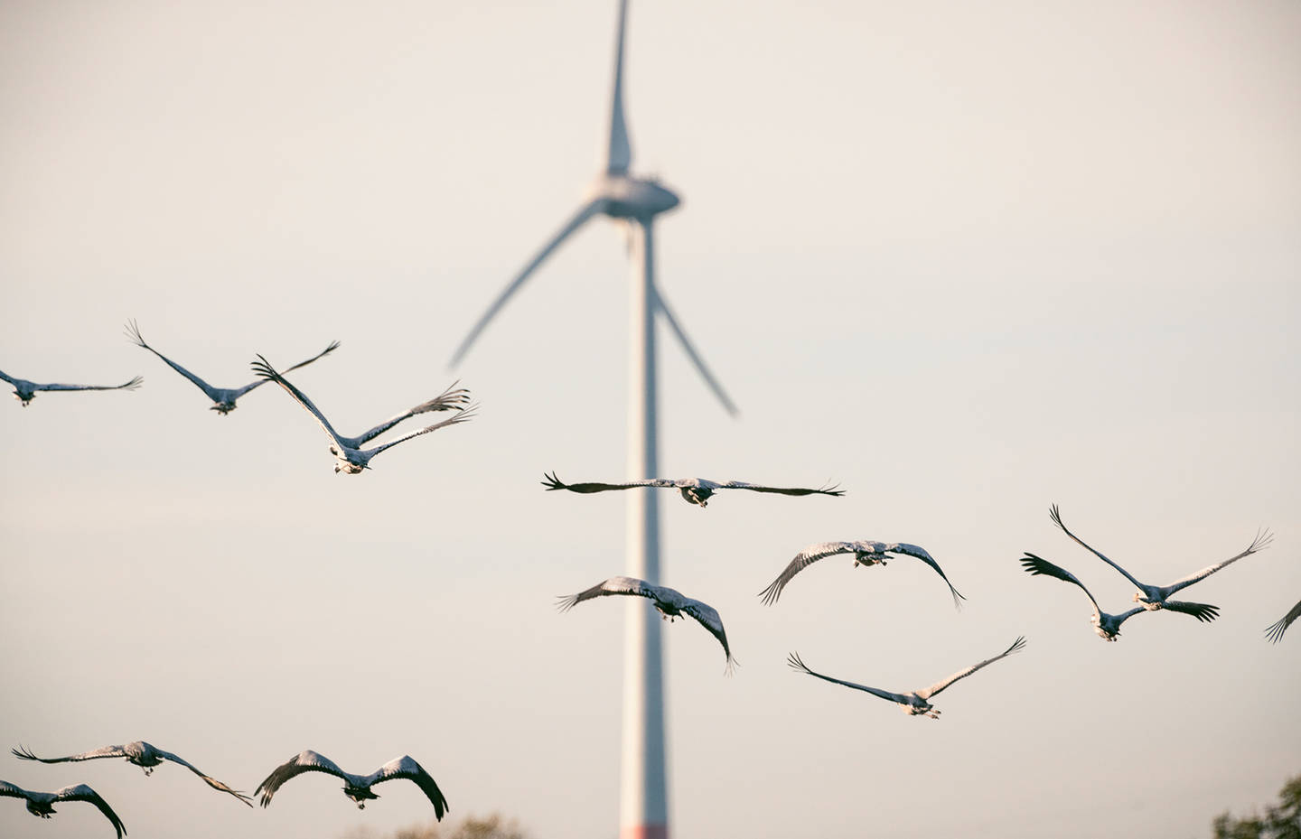 Éolienne et oiseaux