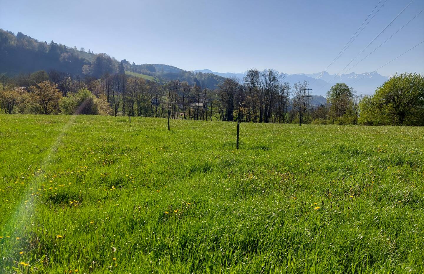 Verger haute-tige planté en 2022