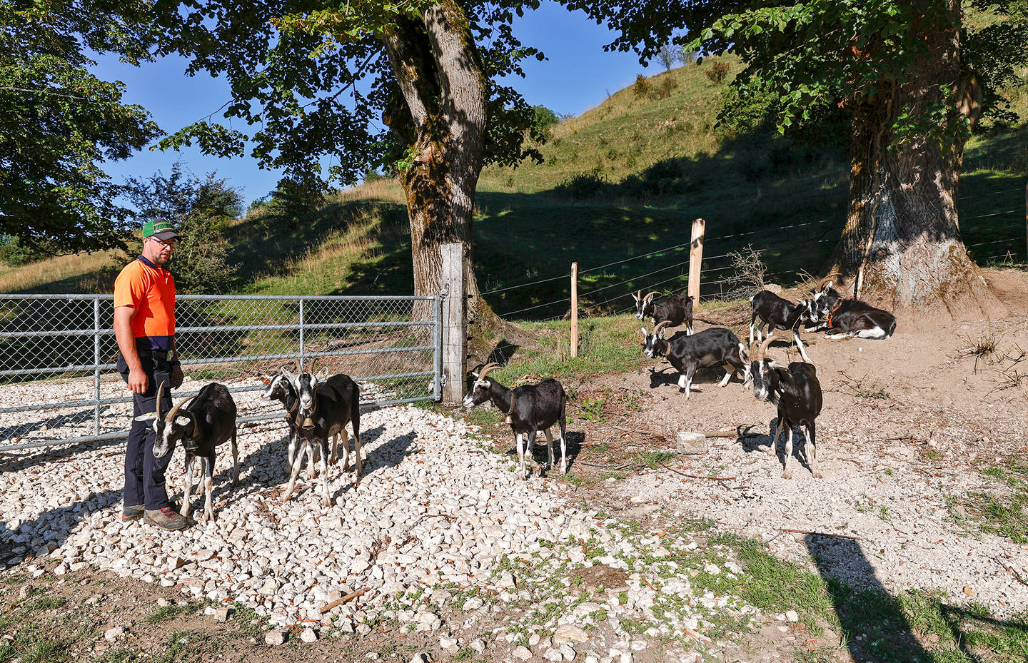 Ivo l'agriculteur avec ses chèvres