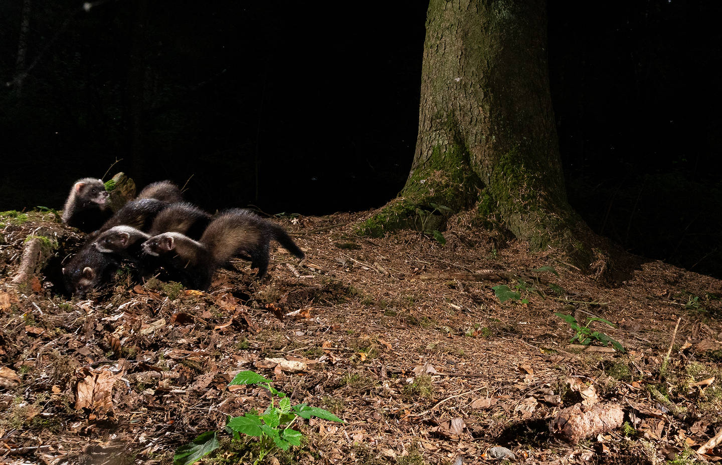 Iltis-Familie mit Jungtieren © Roman Willi