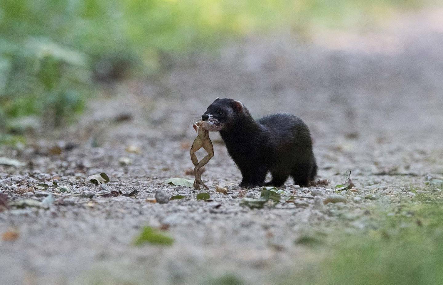 Iltis mit Frosch © Fabrice Cahez