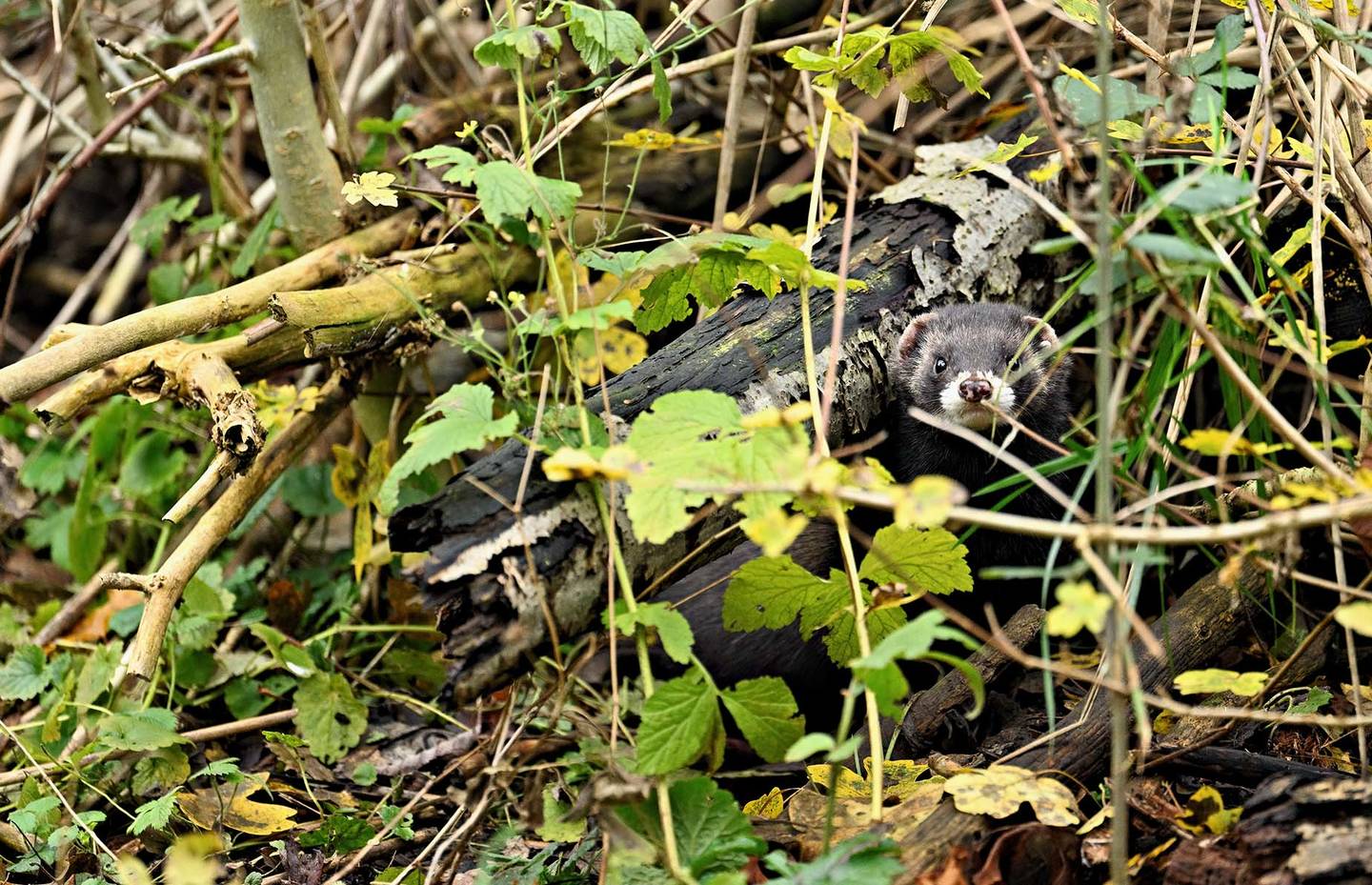 Iltis in Versteck (Mustela putorius) © Stefan Huwiler