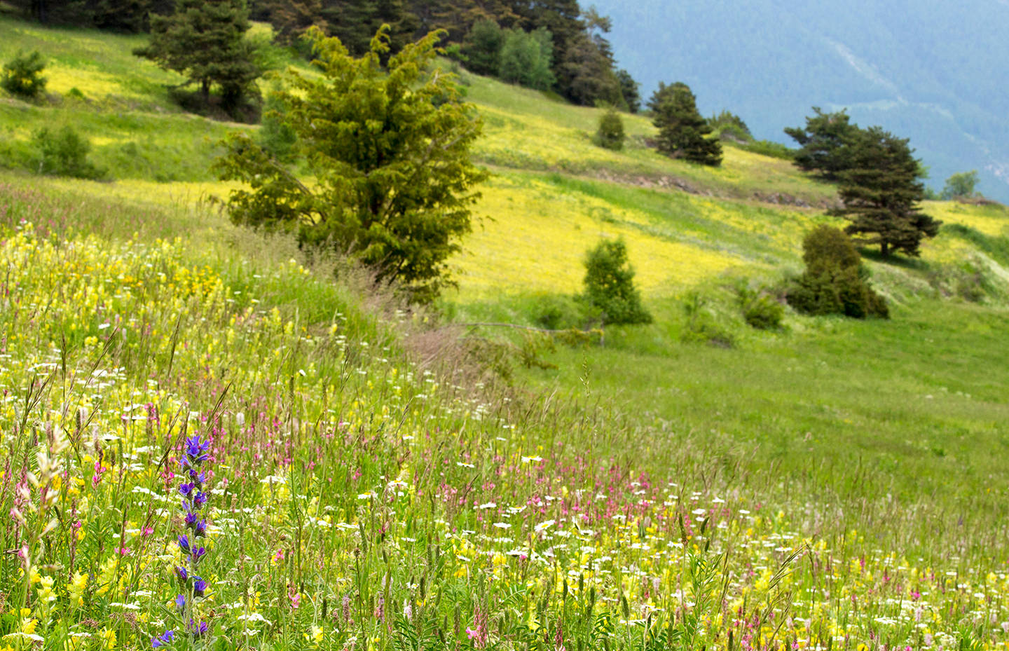 Prairies fleuries de Zeneggen VS