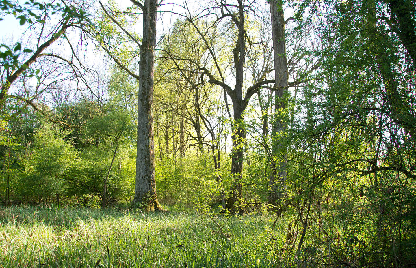 Dem Wald freien Lauf lassen