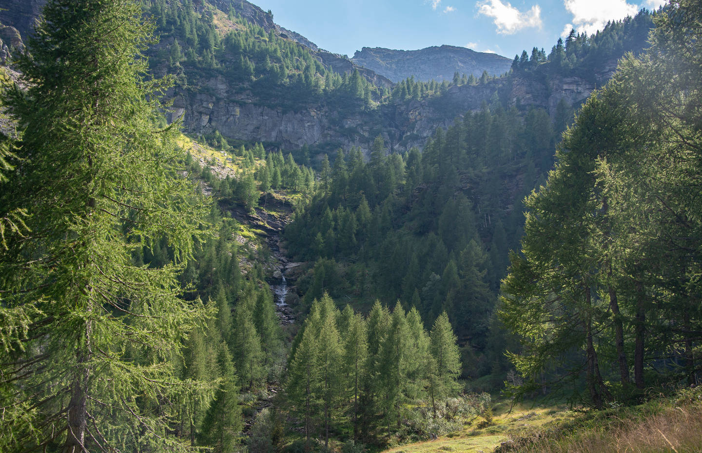 Wald im Val Marcri