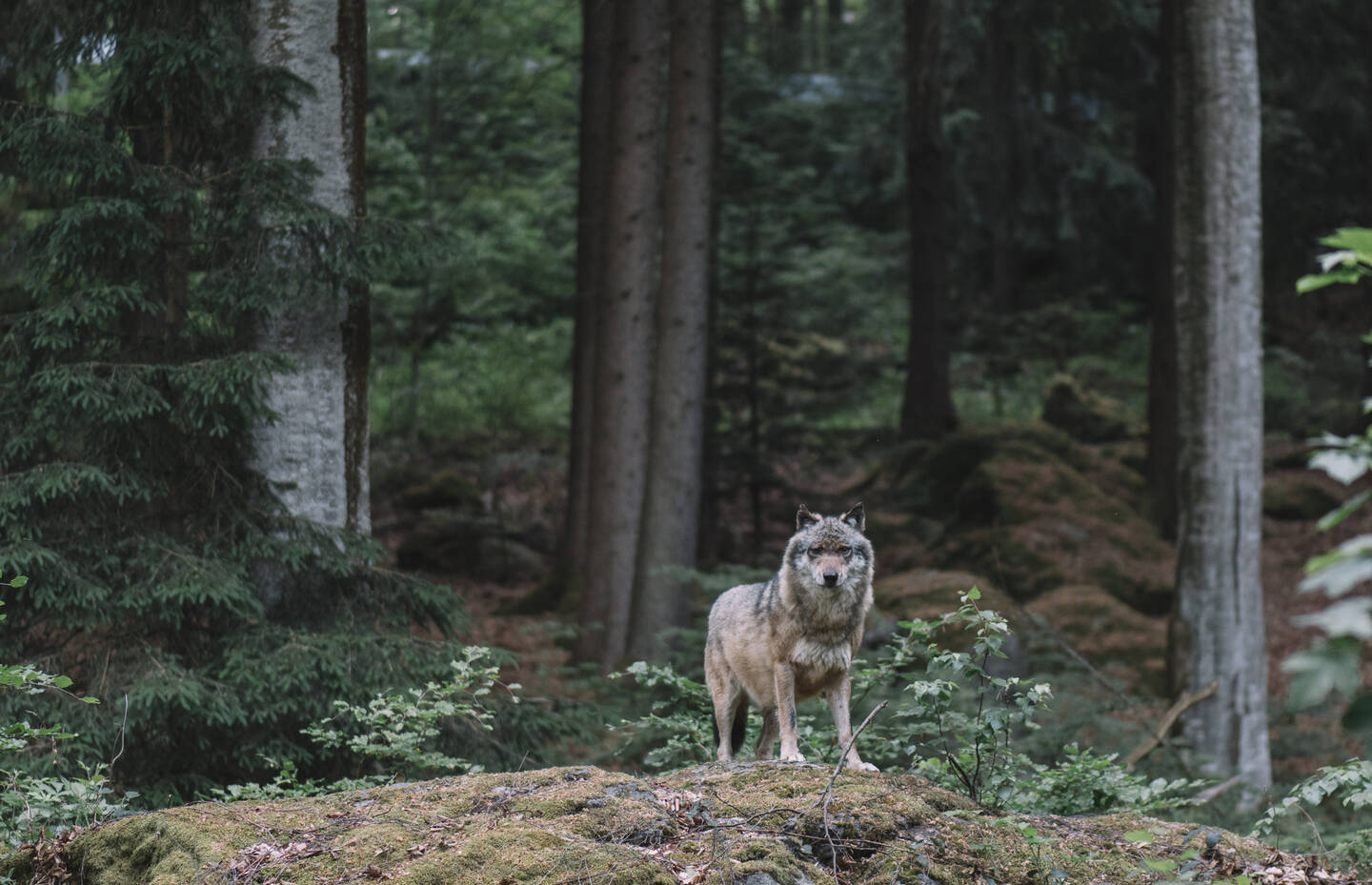 Wolf im bayrischen Wald