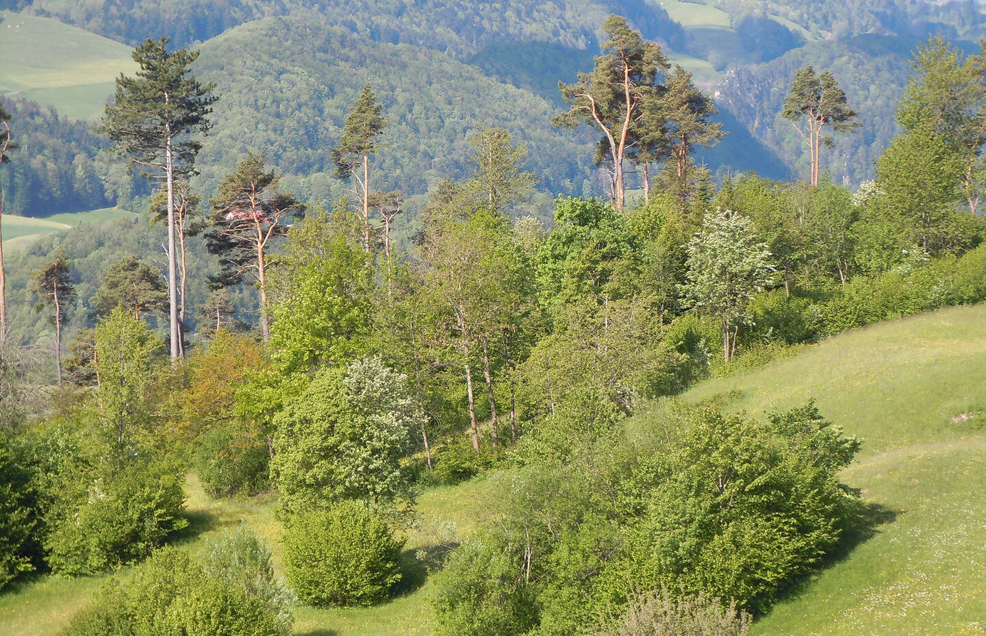 Artenreiche Baumhecke bei Mümliswil-Ramiswil, SO