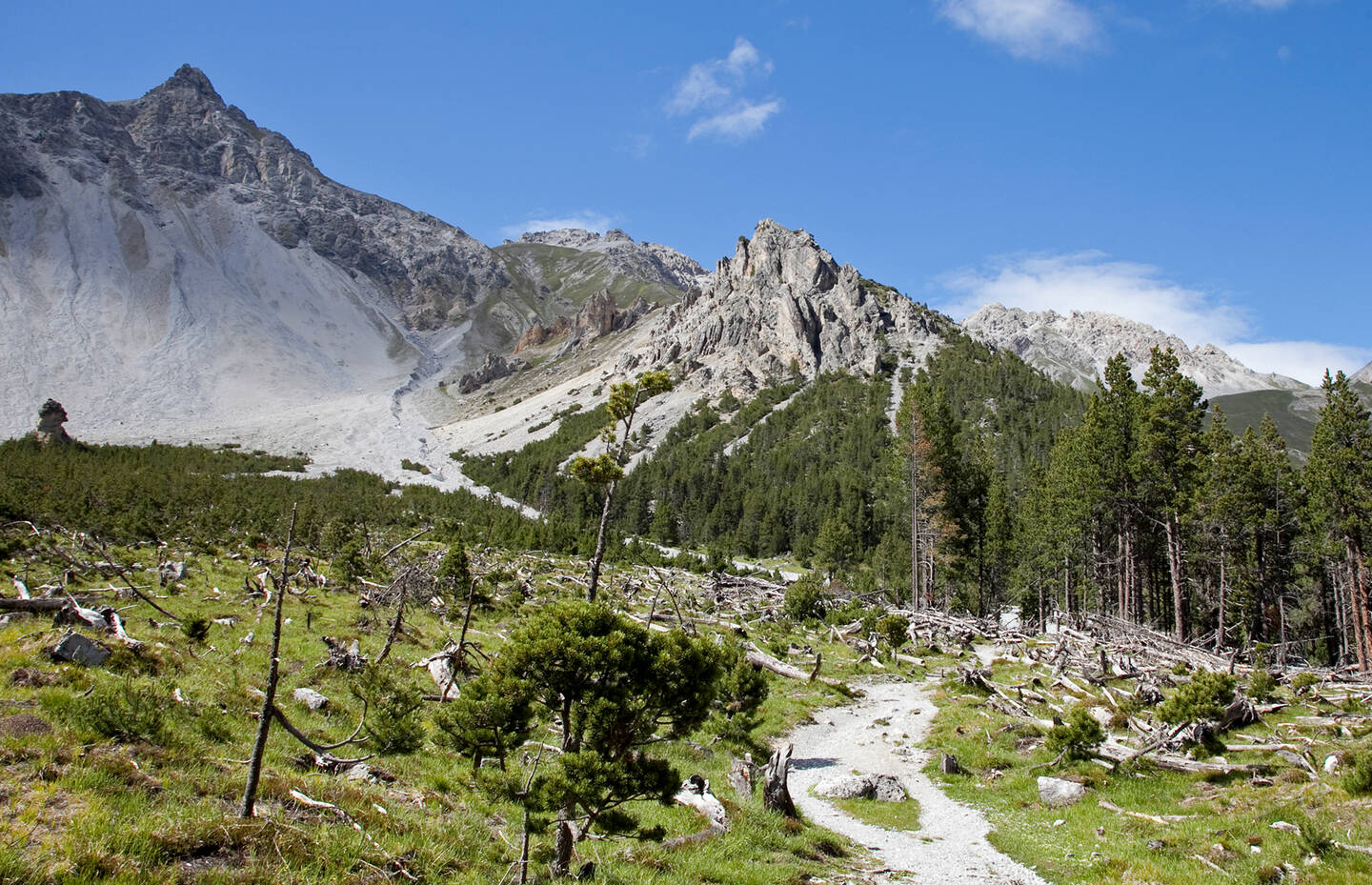 Lawinenniedergang im Schweizer Nationalpark bringt Dynamik in die Naturentwicklung