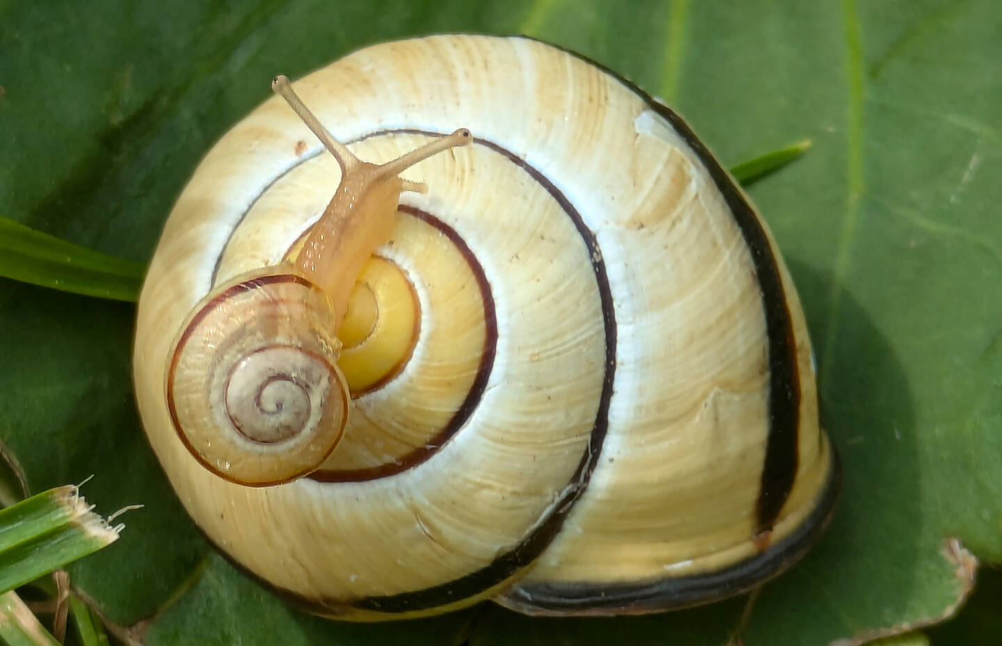 Jungschnecke cepaea nemoralis. Die winzigen Jungschnecken tragen schon ihr Häuschen, wenn sie aus dem Ei schlüpfen.