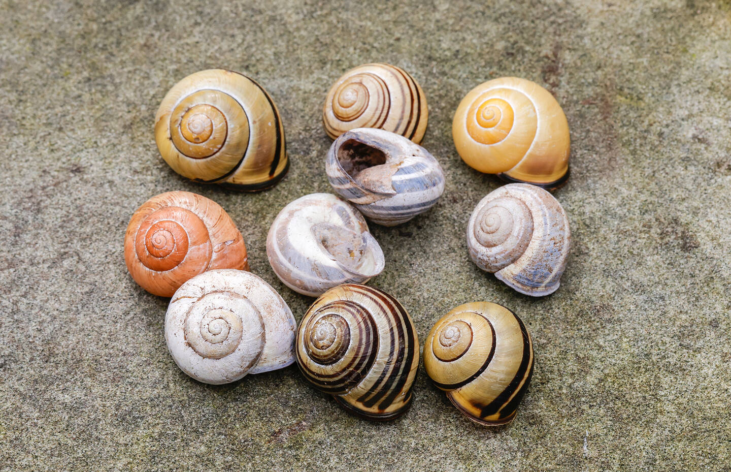 Verschiedene, leere Häuschen der Hain-Schnirkelschnecke liegen auf einem Stein