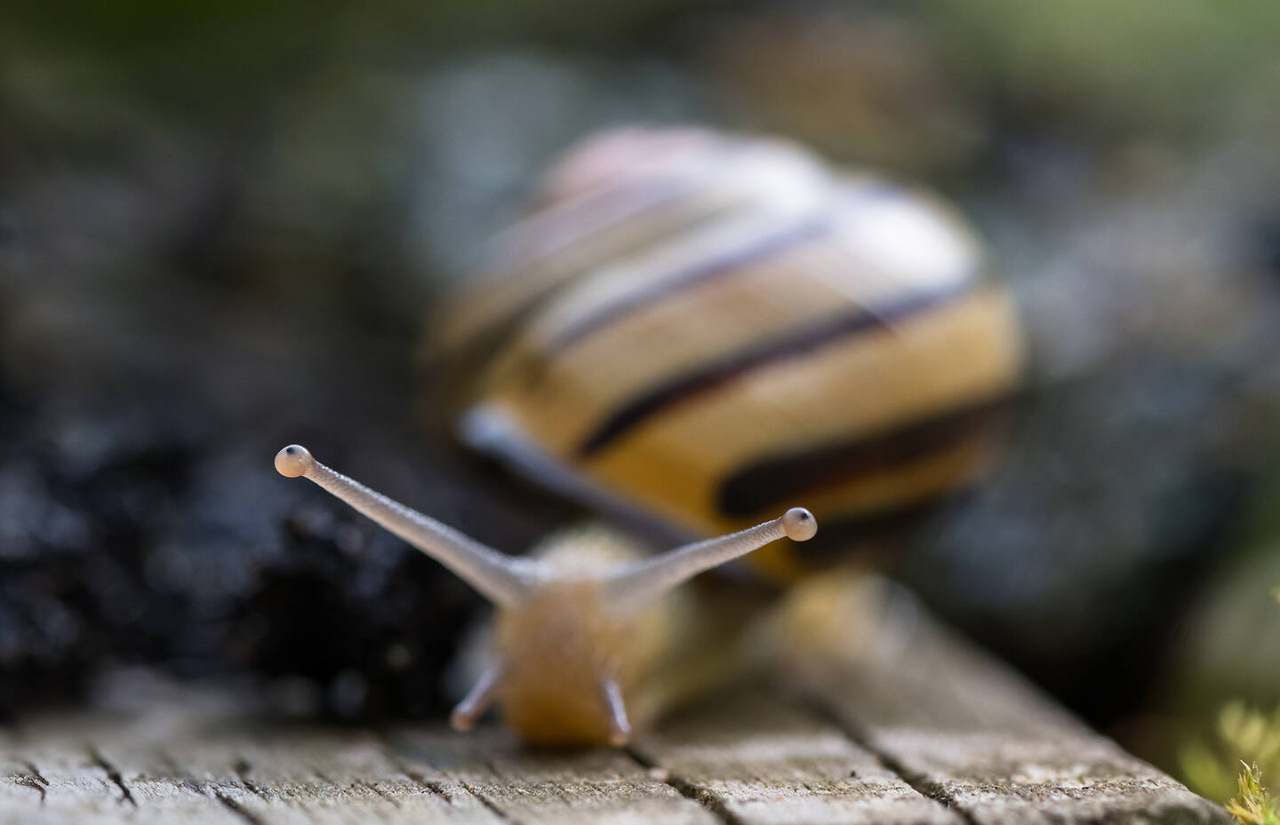 Hain-Schnirkelschnecke von vorne fotografiert mit ihren Füllern