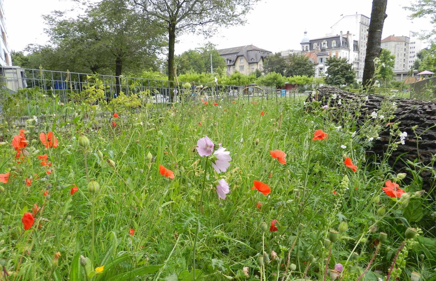 Blumenwiese