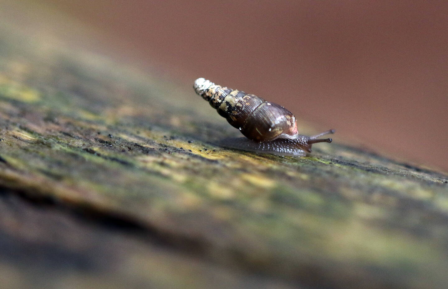 Studers Schliessmundschnecke