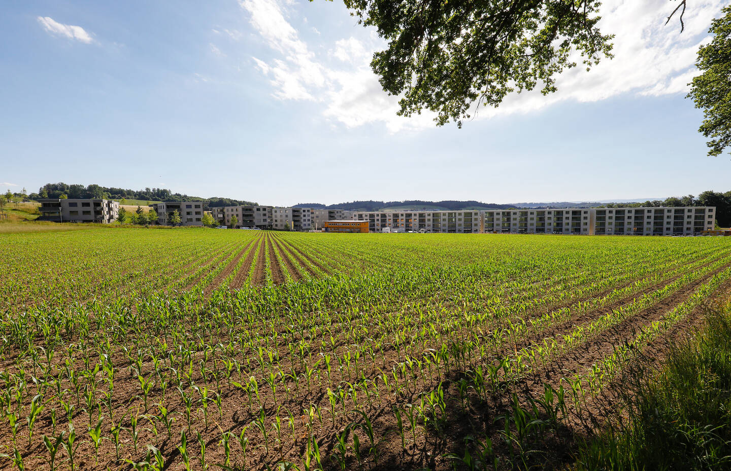 Maisfeld vor Grossüberbauung in Köniz/BE