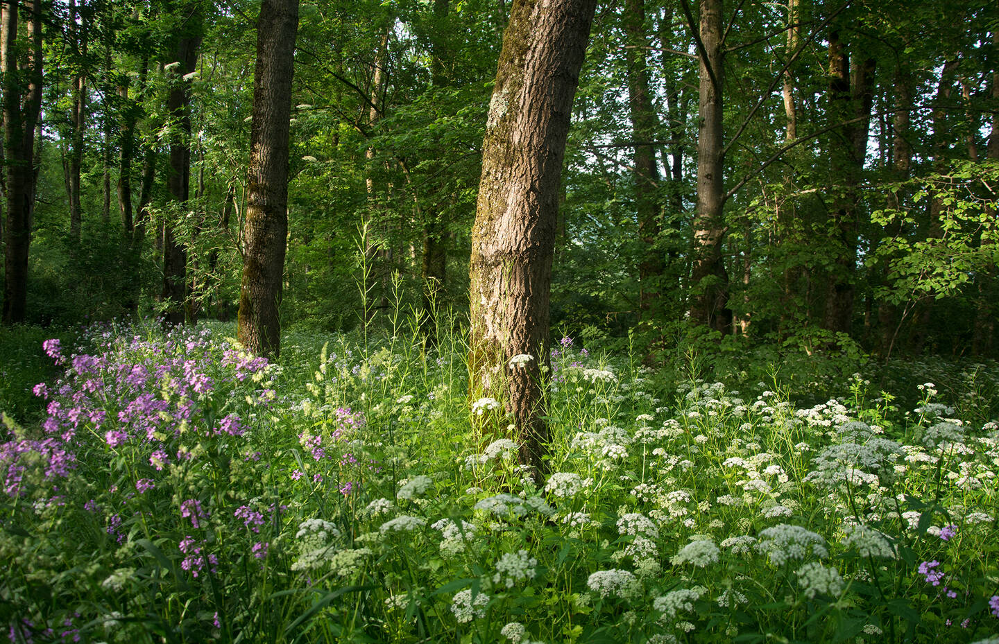 Wald Jura, Schweiz