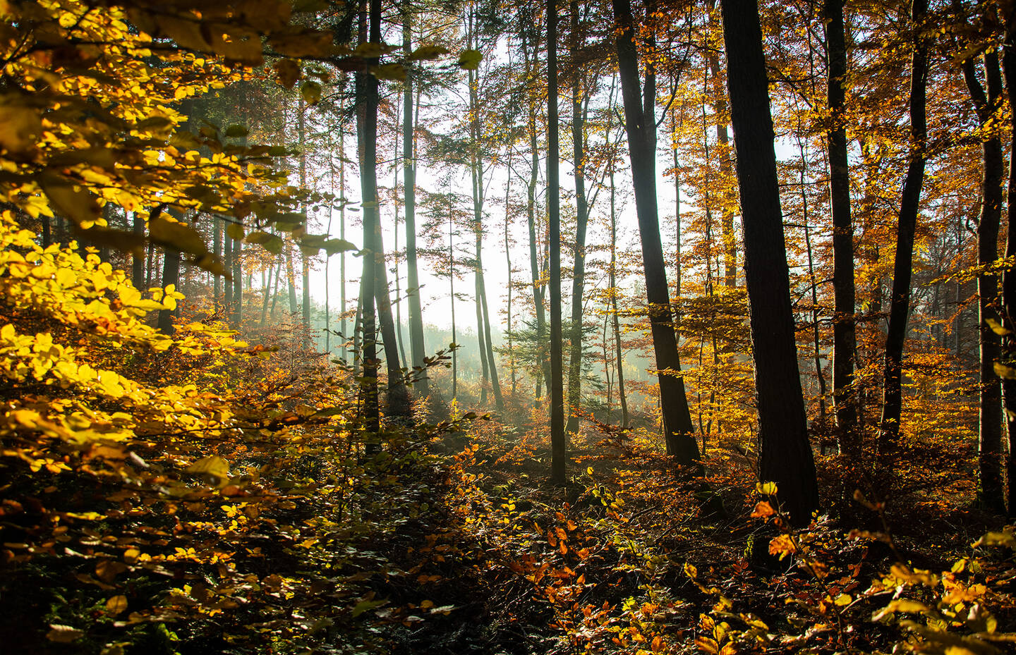 Wald Waadt Schweiz