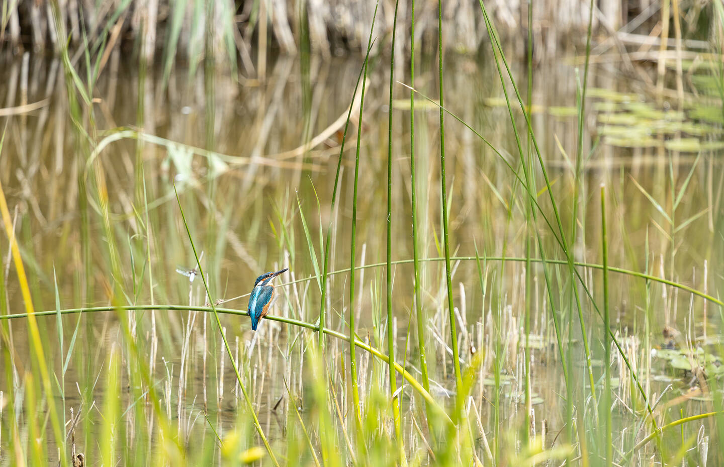 Eisvogel