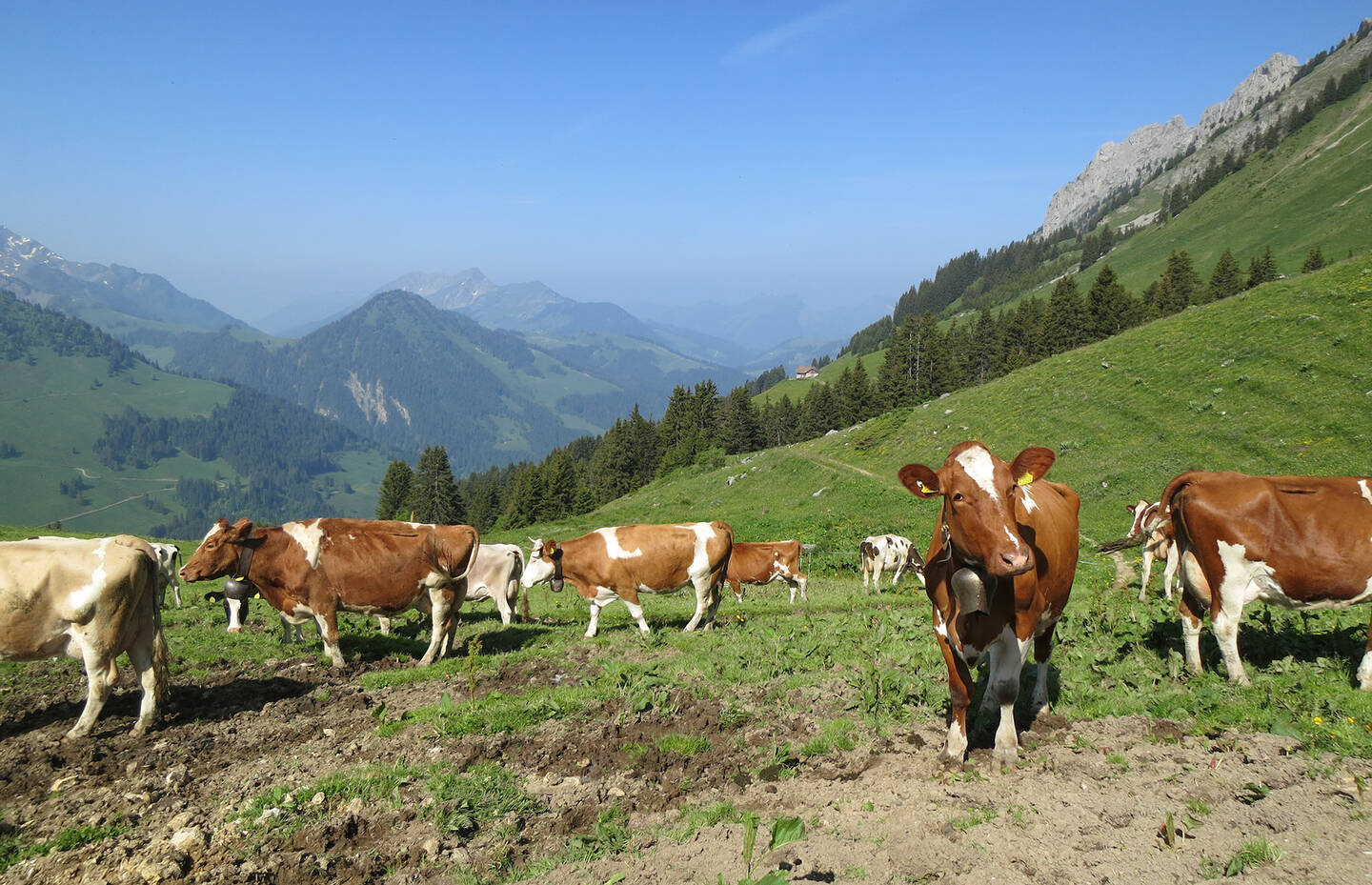 Kühe Alpen Waadt
