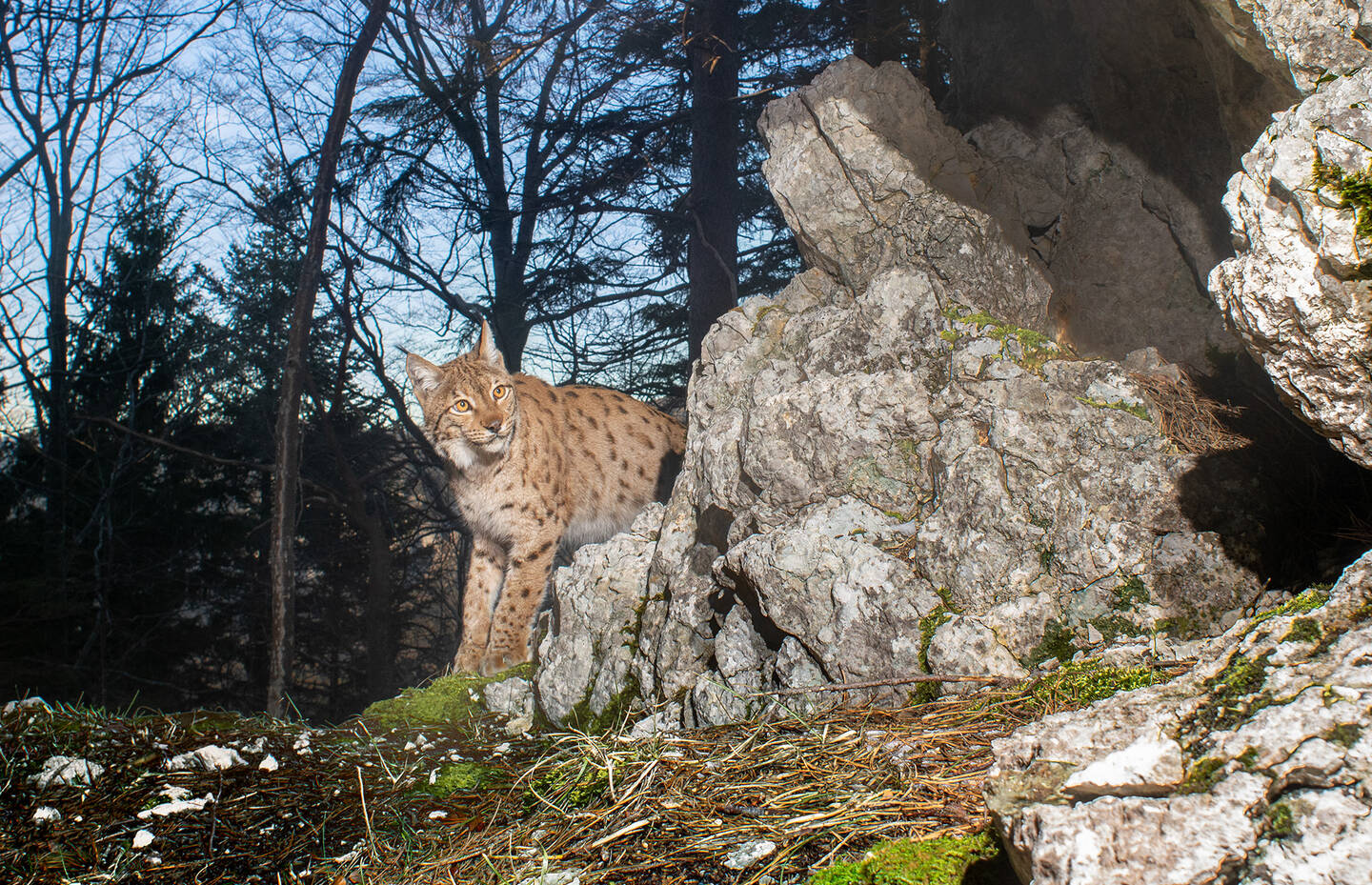 Luchs in der Dämmerung