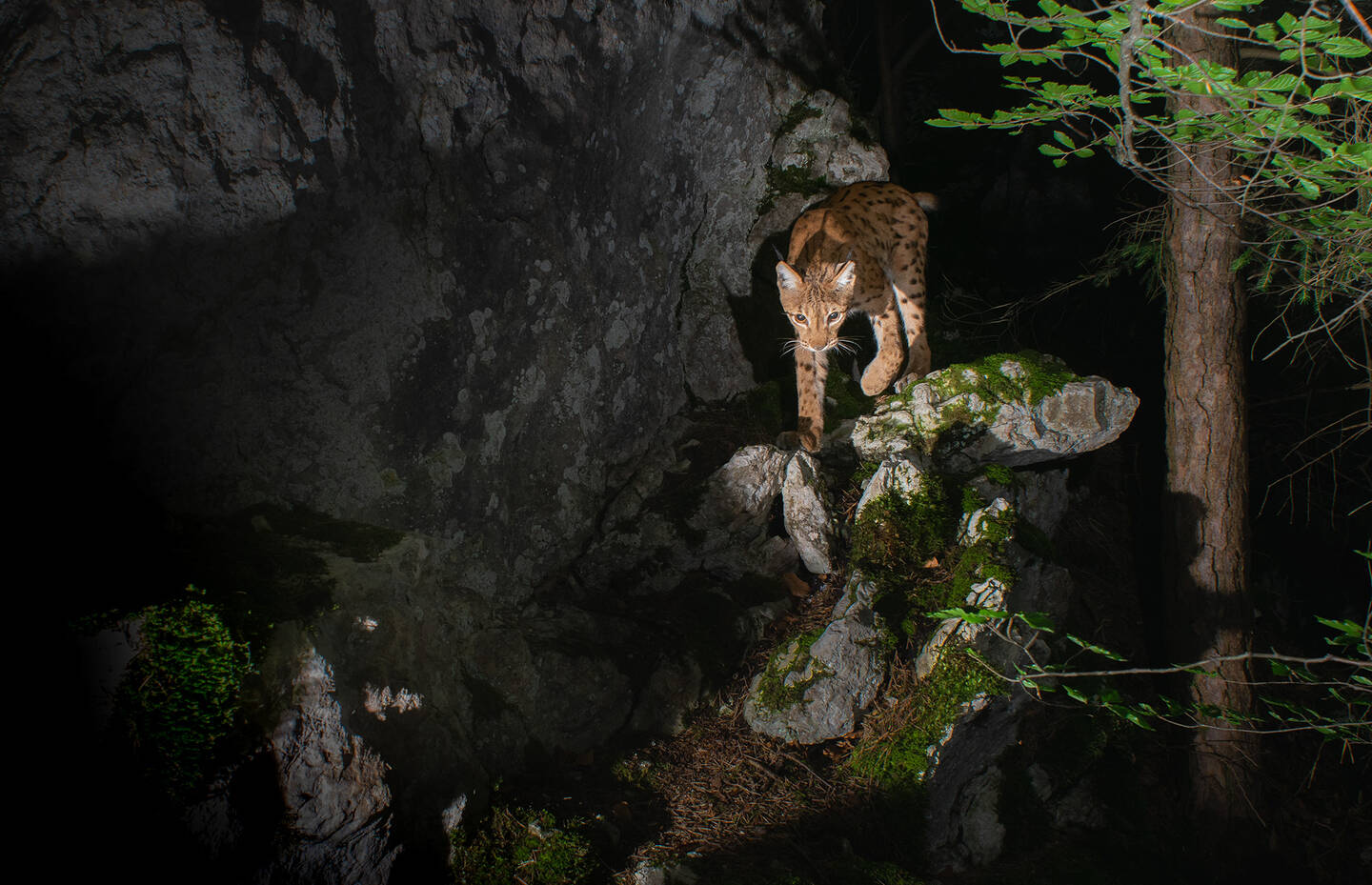 Luchs in der Nacht