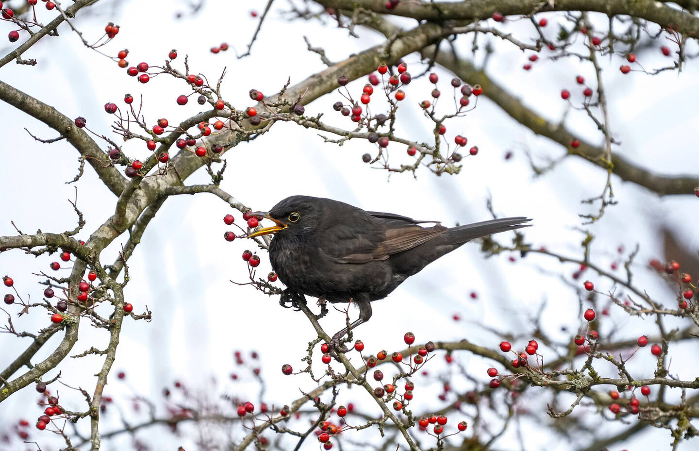Amsel im Winter