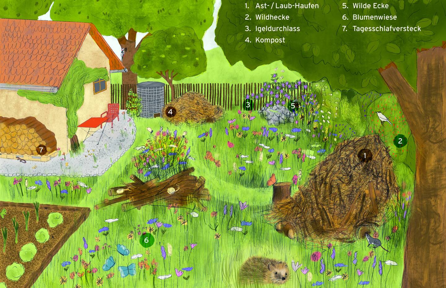 Illustration Igelfreundliche Gärten Karen Trachsel
