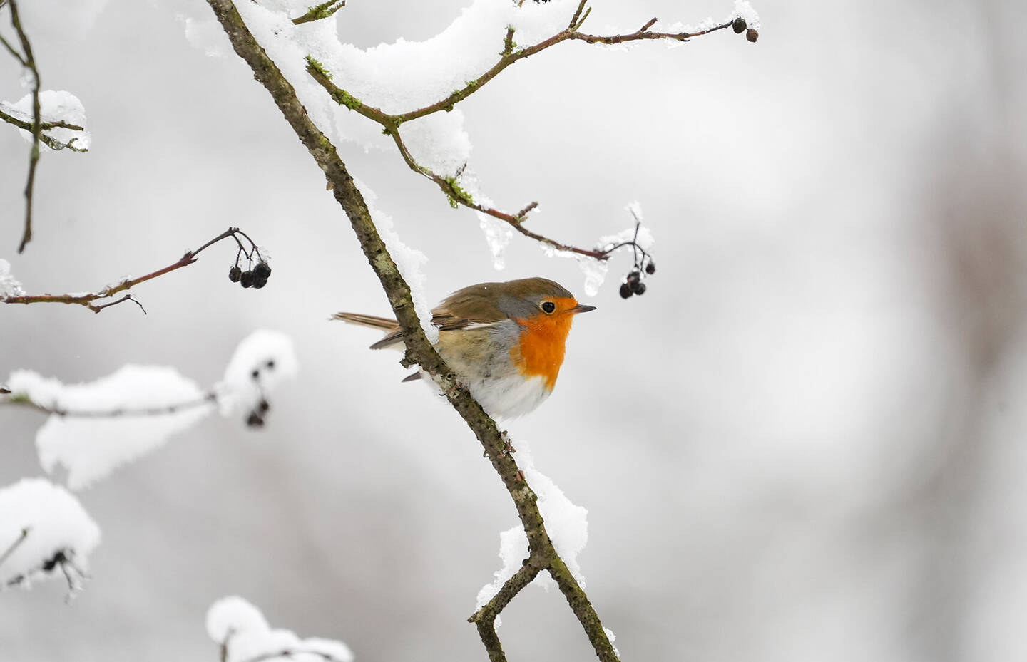 Rotkehlchen Winter