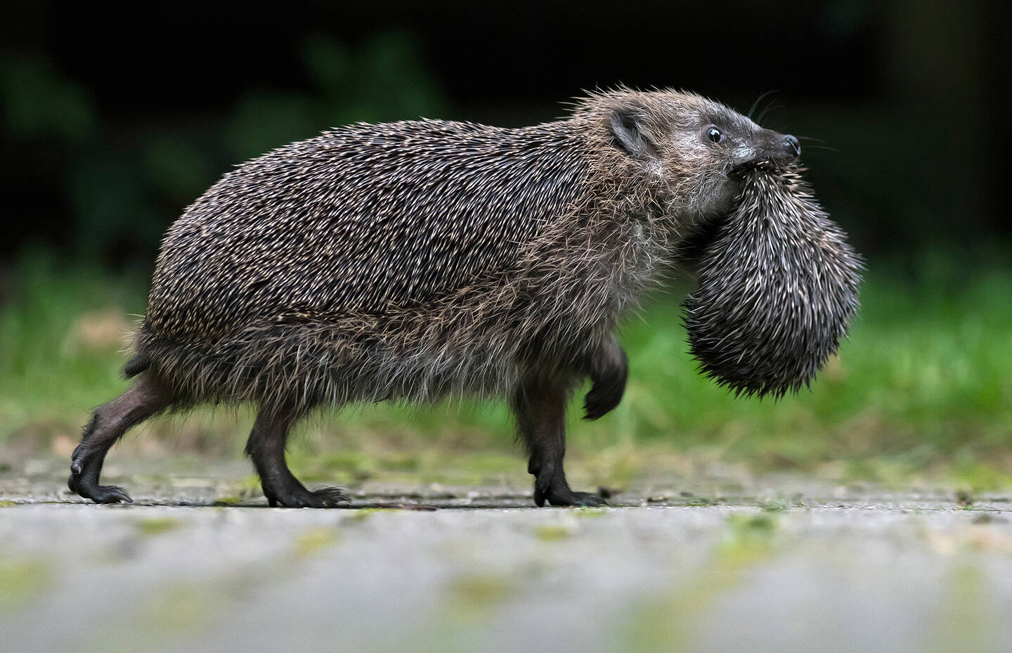 Mamma riccio con un piccolo