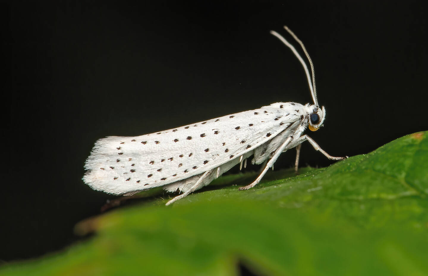 Traubenkirschen-Gespinstmotte