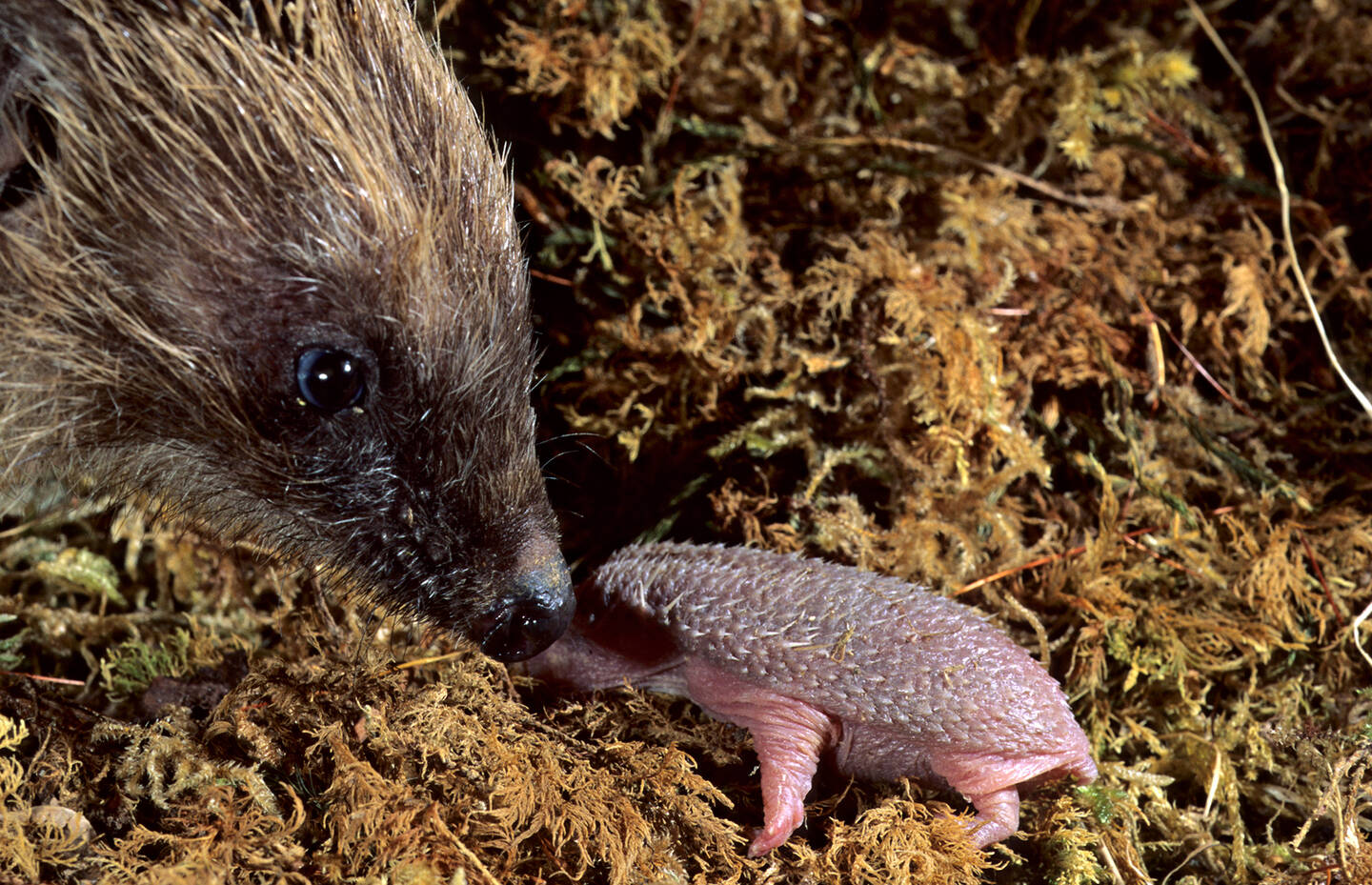 Mamma riccio con un piccolo appena nato