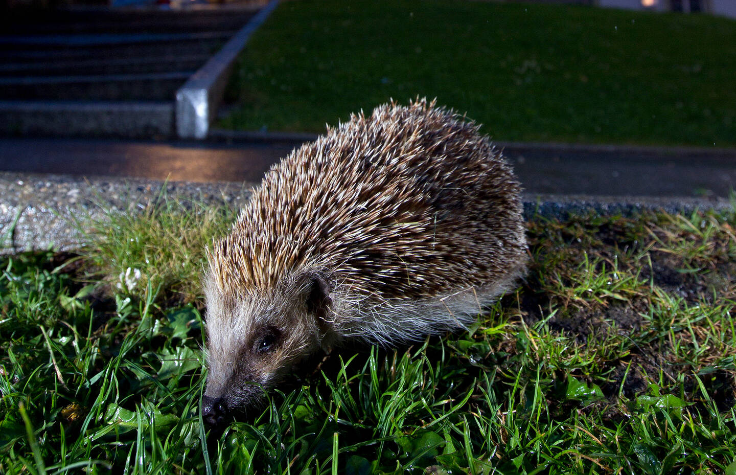 Hérisson à Lausanne