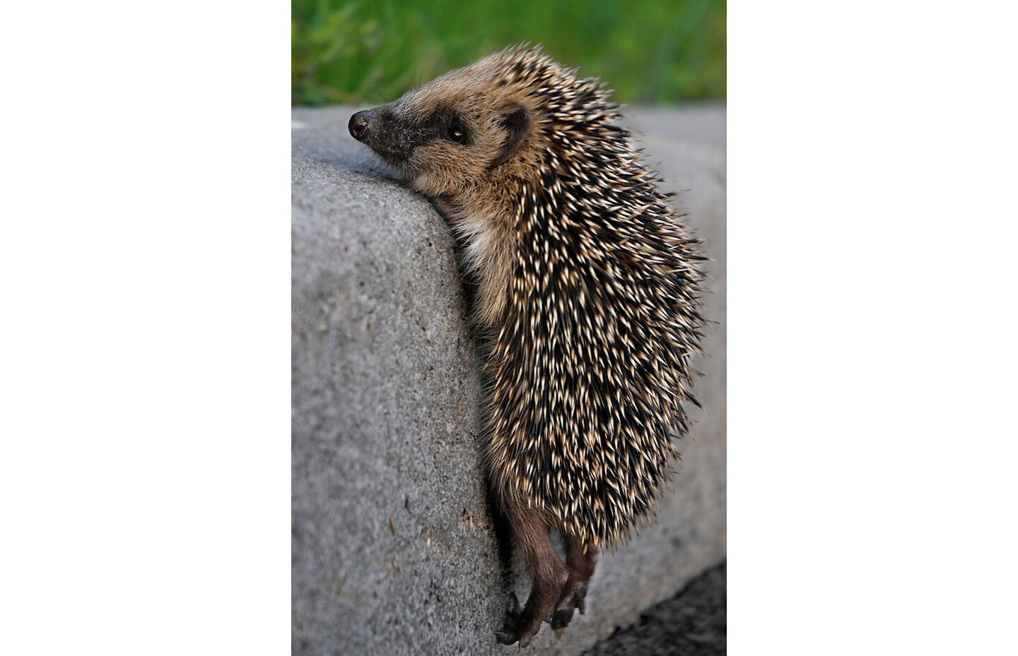 Jungigel auf Treppenstufe 