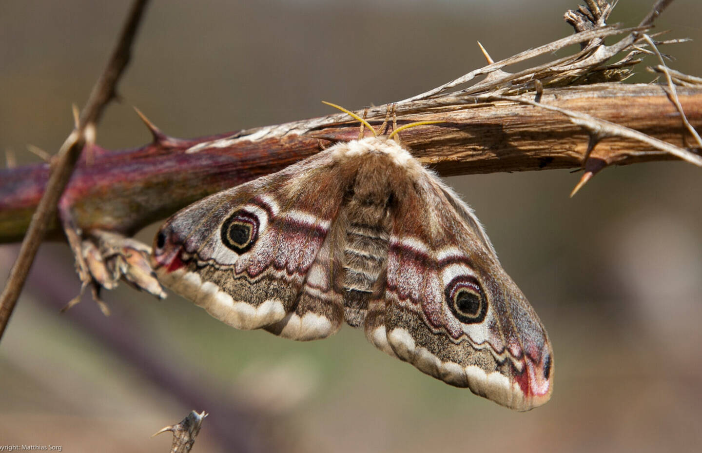 Kleines Nachtpfauenauge