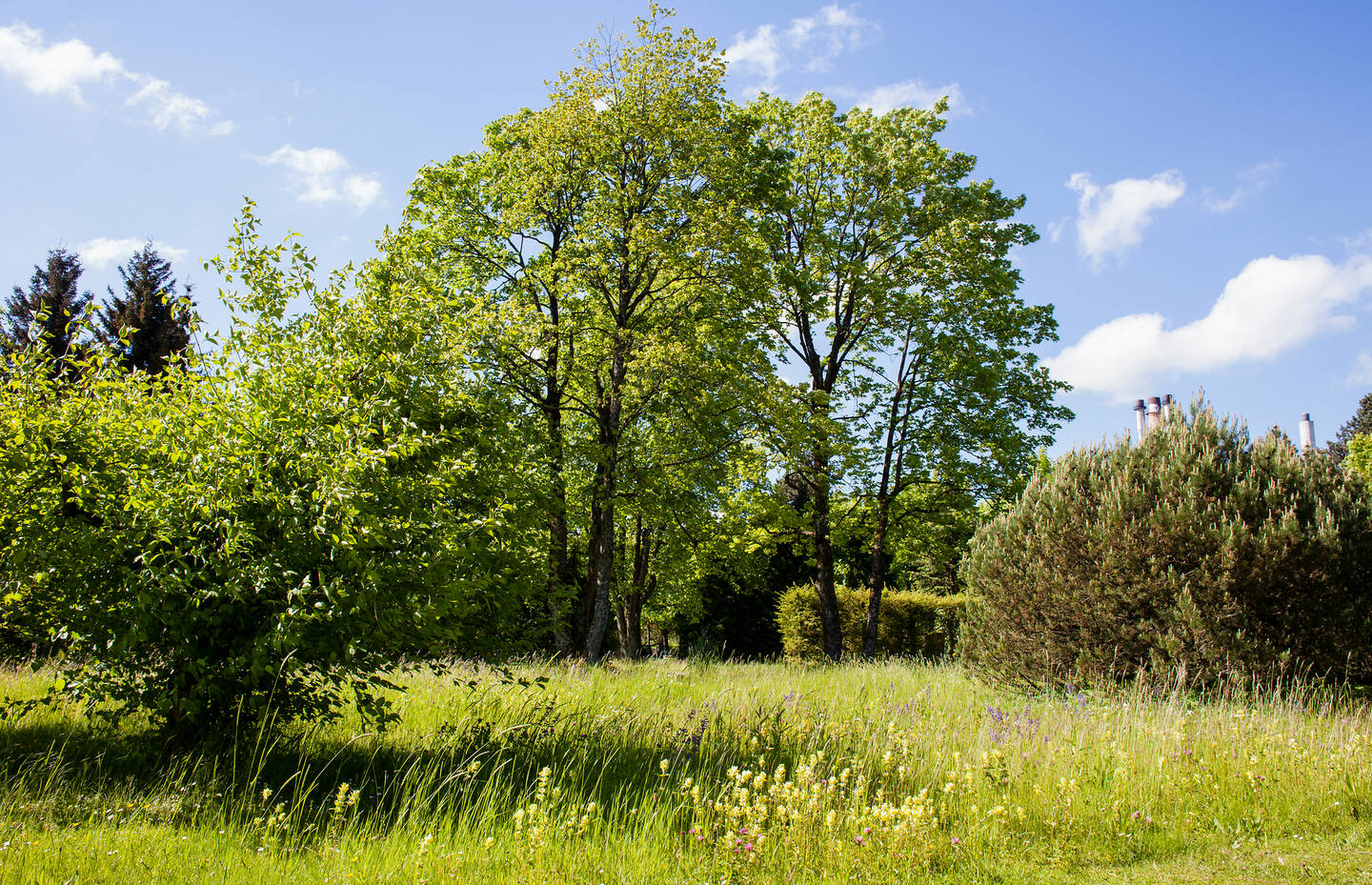 Cimitero di Bremgarten a Berna 
