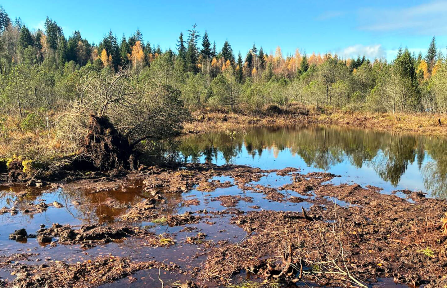 Hochmoorregeneration