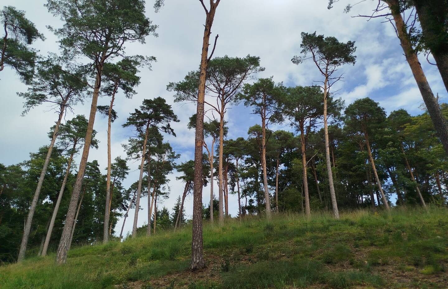 Lichter Föhrenwald-Standort in der Gemeinde Bubendorf BL