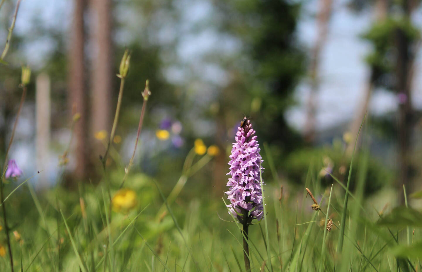 Die Fuchs’ Gefleckte Fingerwurz (Dactylorhiza maculata subsp. fuchsii) ist häufig in lichten Föhrenwäldern zu finden.