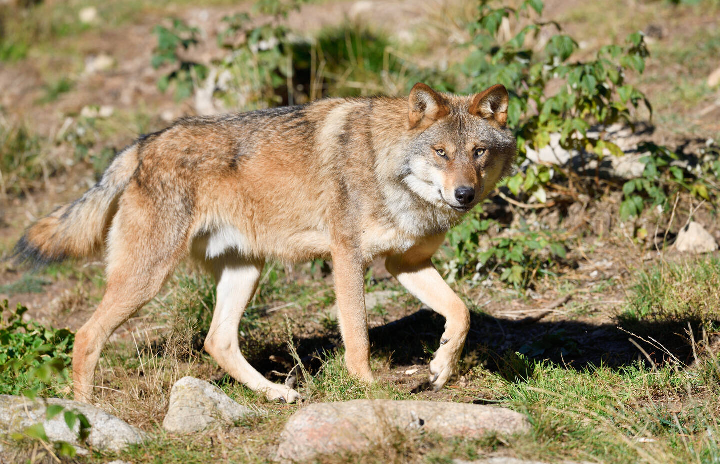 Wolf