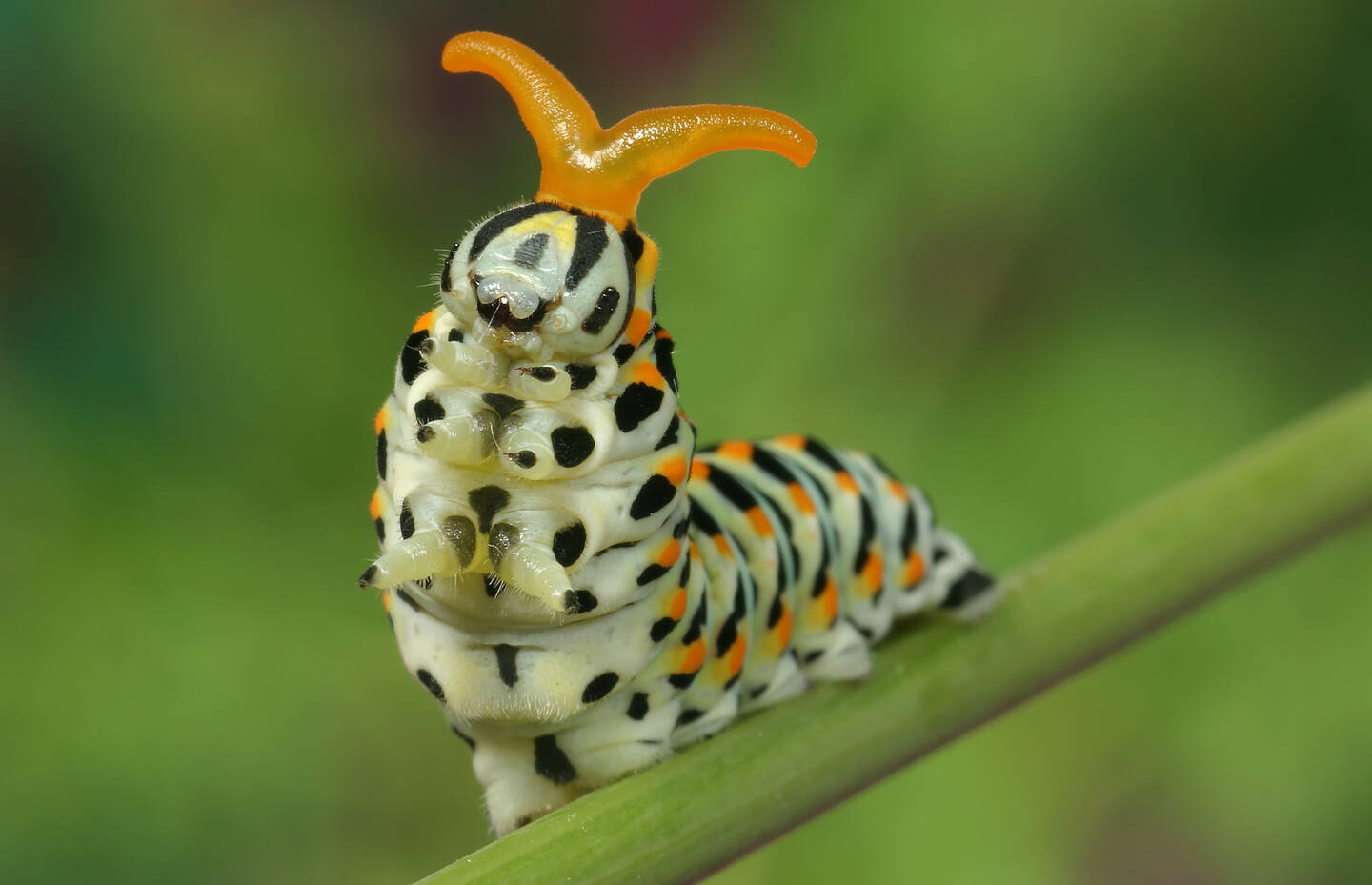 Chenille du papillon machaon, avec la fourche nucale déployée
