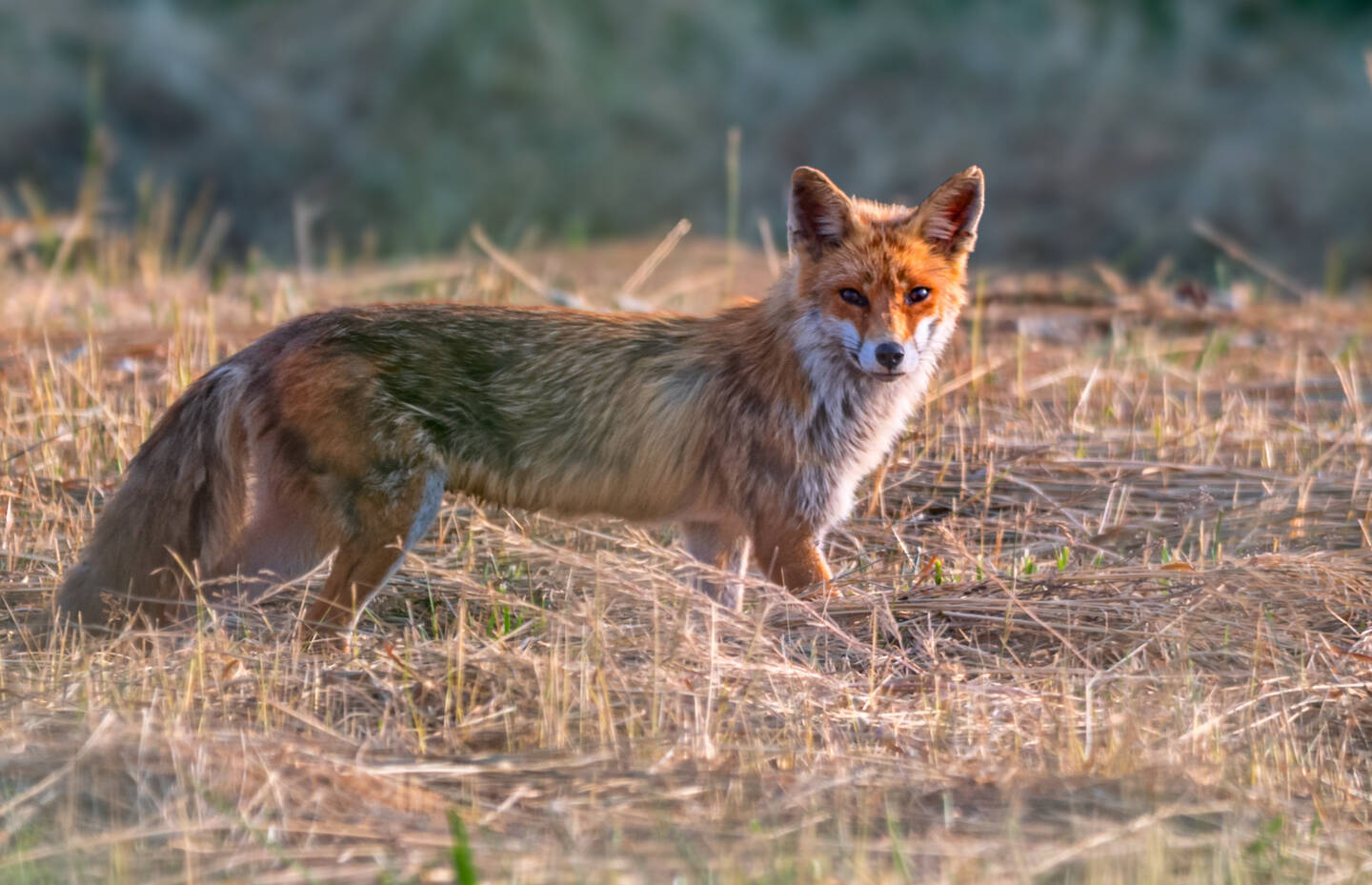 Fuchs