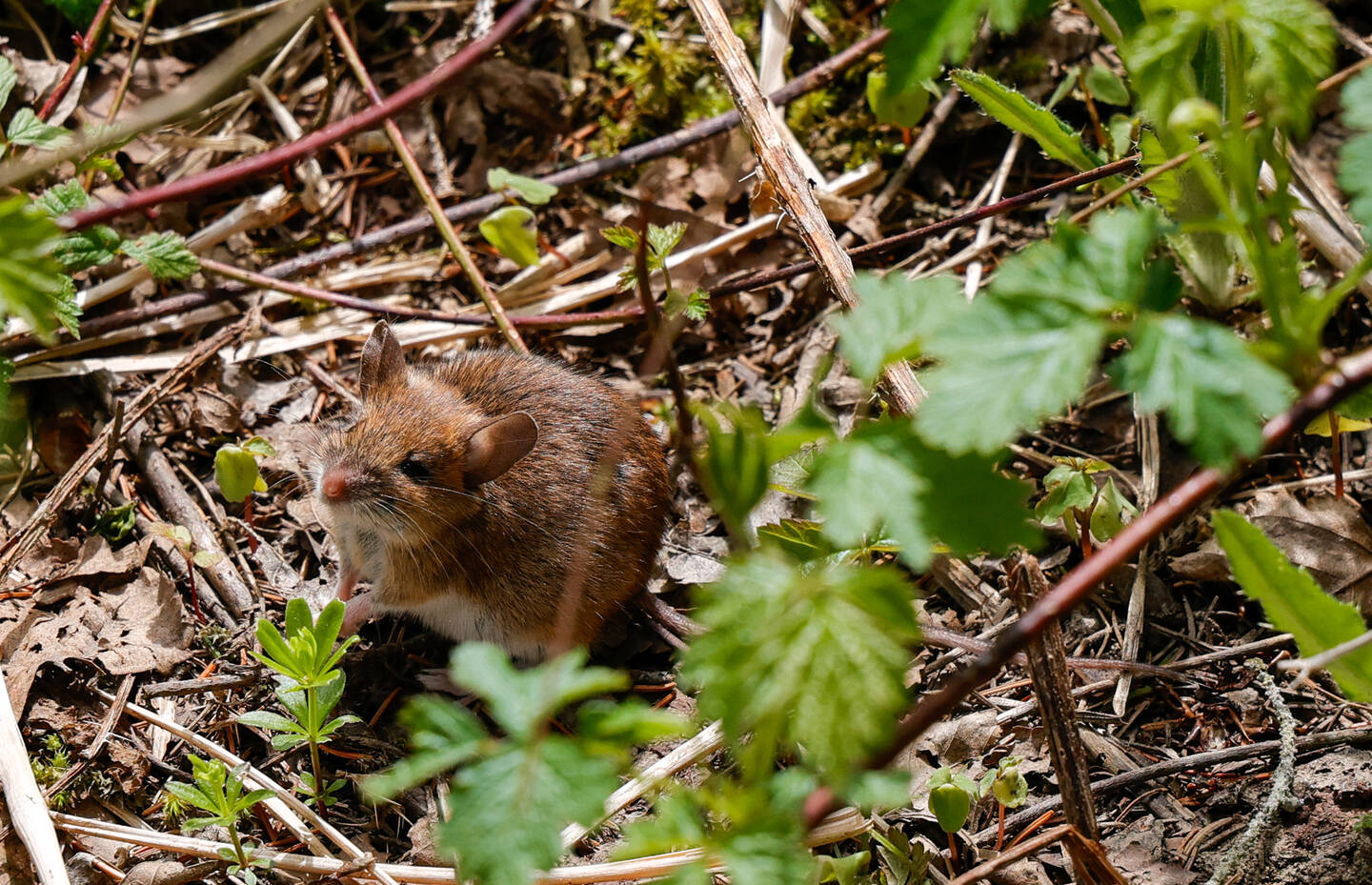 Maus