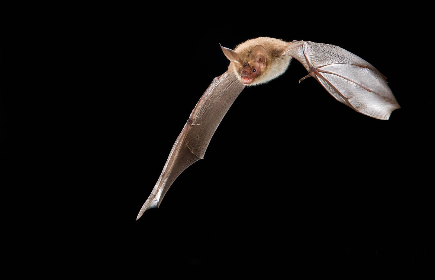 Bechsteinfledermaus