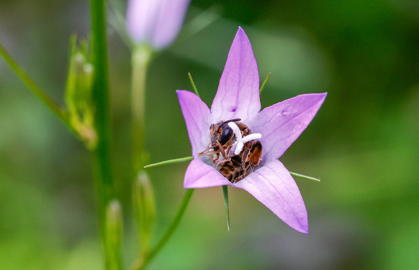 Eine Sandbiene schläft in einer Blüte