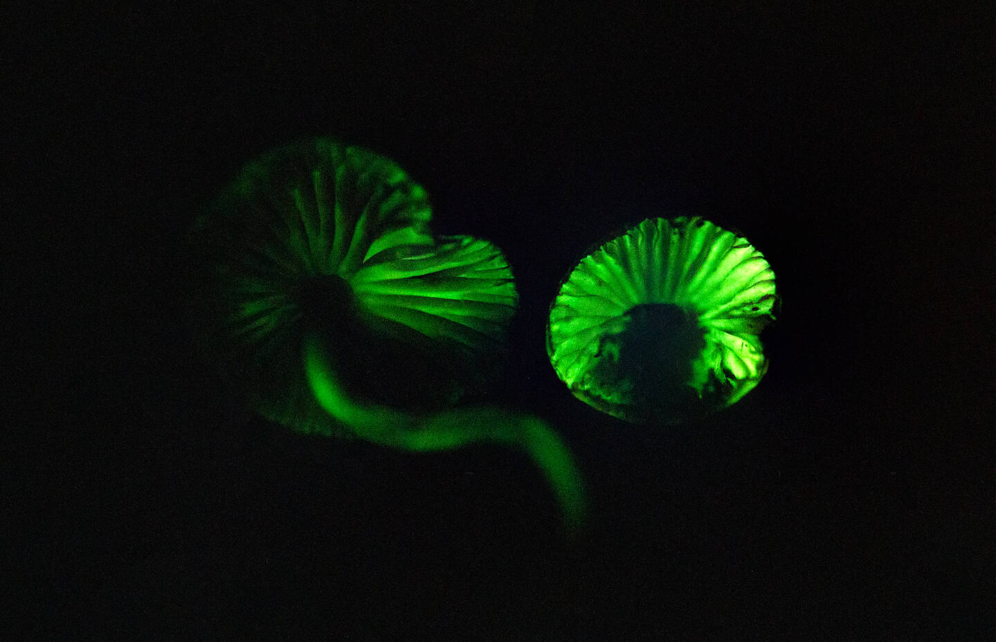 Leuchtende Pilze