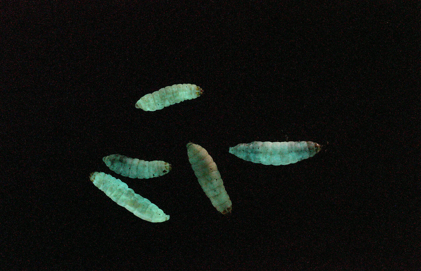 Larvekäfer Fadenwurm