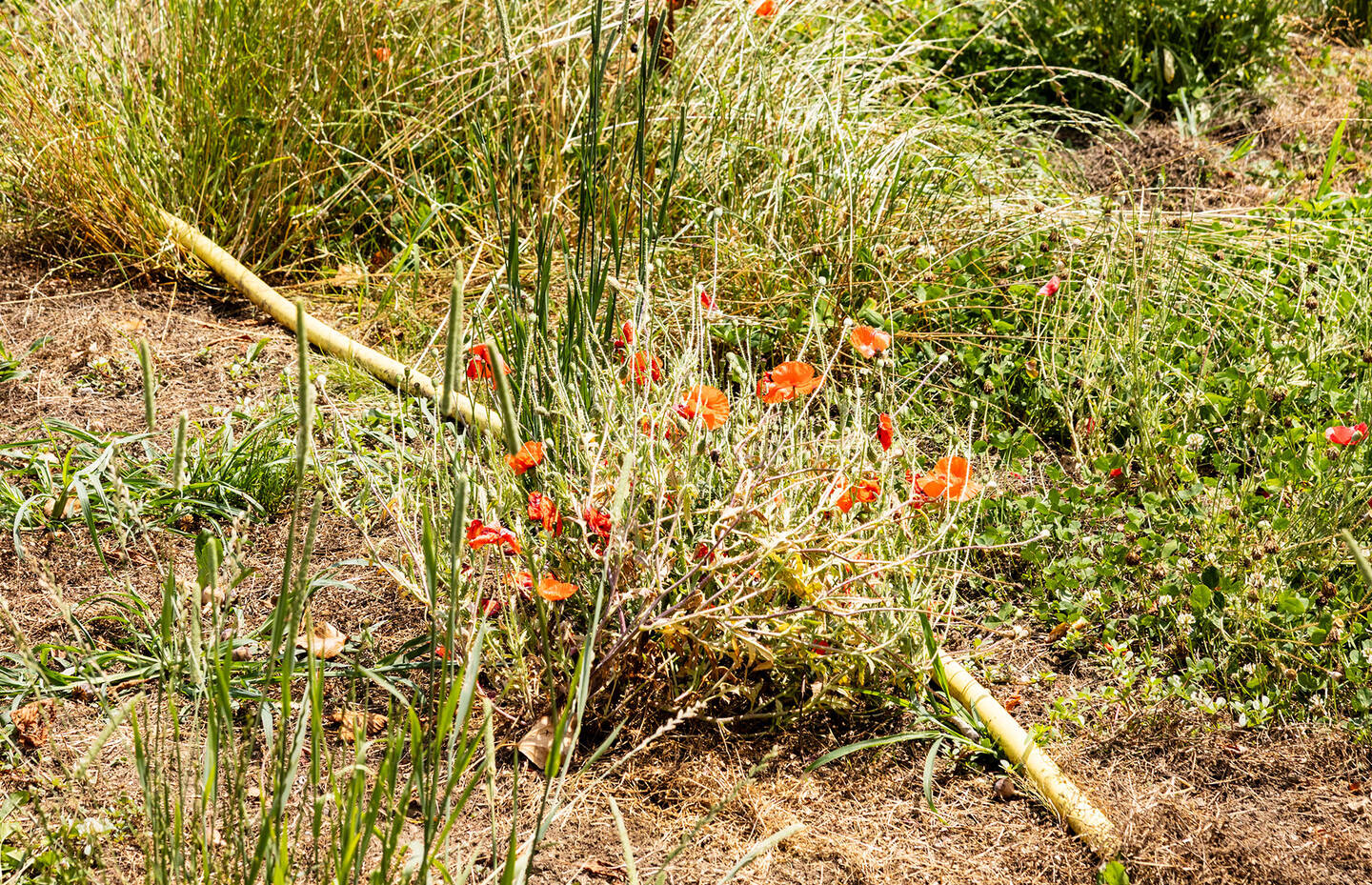 Blühender Streifen auf dem Bauernhof