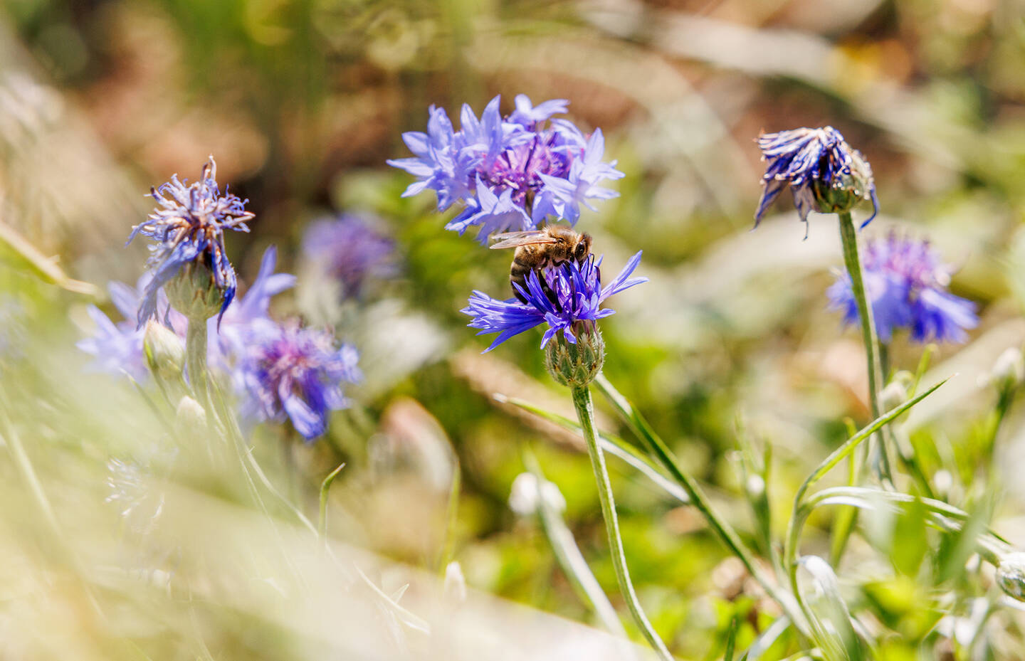 Wildbiene unterwegs