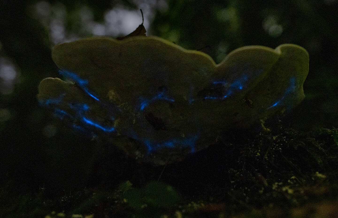 Illuminierte Pilzmückenlarve